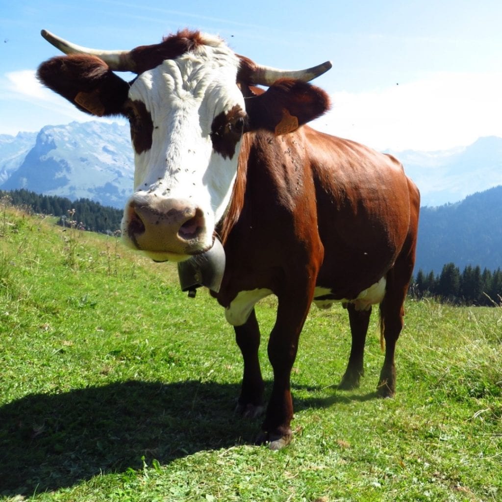 alps-cow-alpage-summer