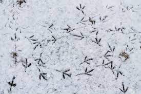 Alpine animal tracks