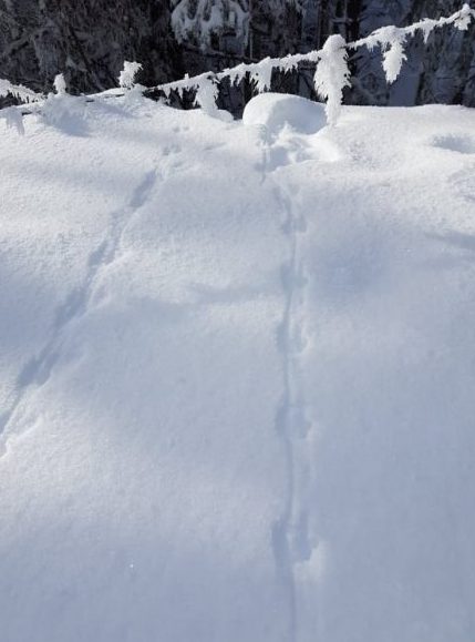 Alpine animal tracks