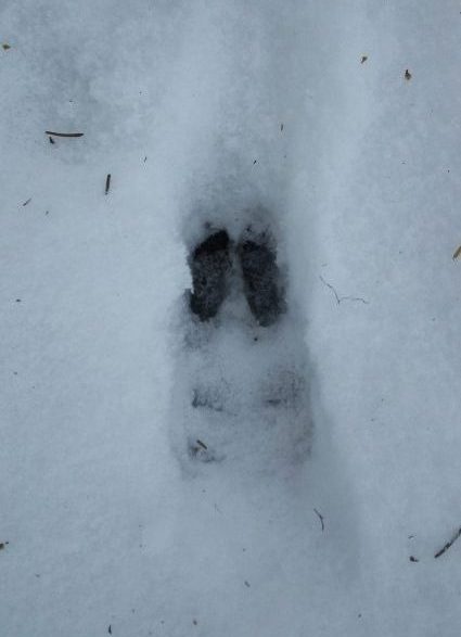 Alpine animal tracks