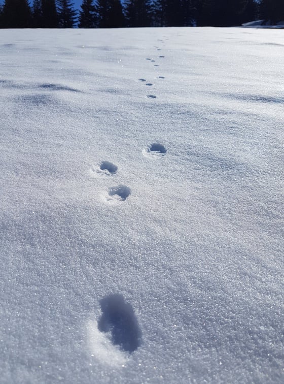 Alpine animal tracks