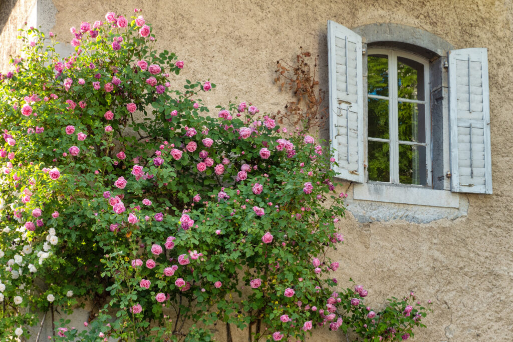 Le Manoir Rose Garden
