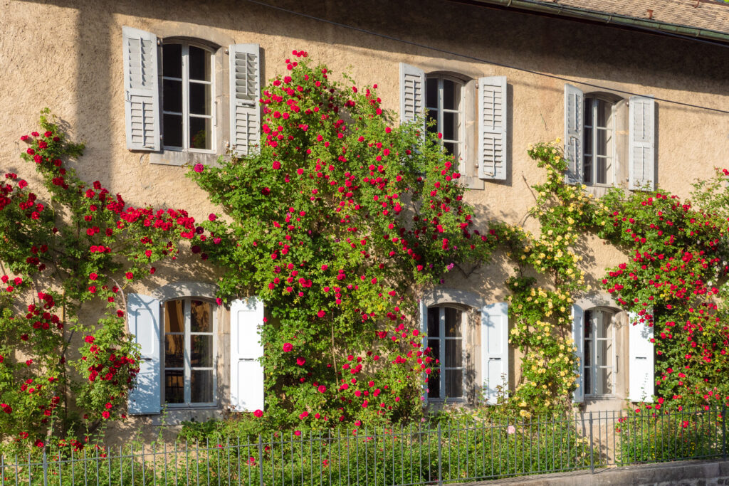 Le Manoir Rose Garden Summer