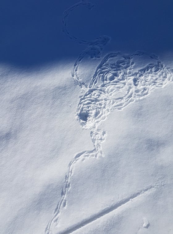 Alpine animal tracks