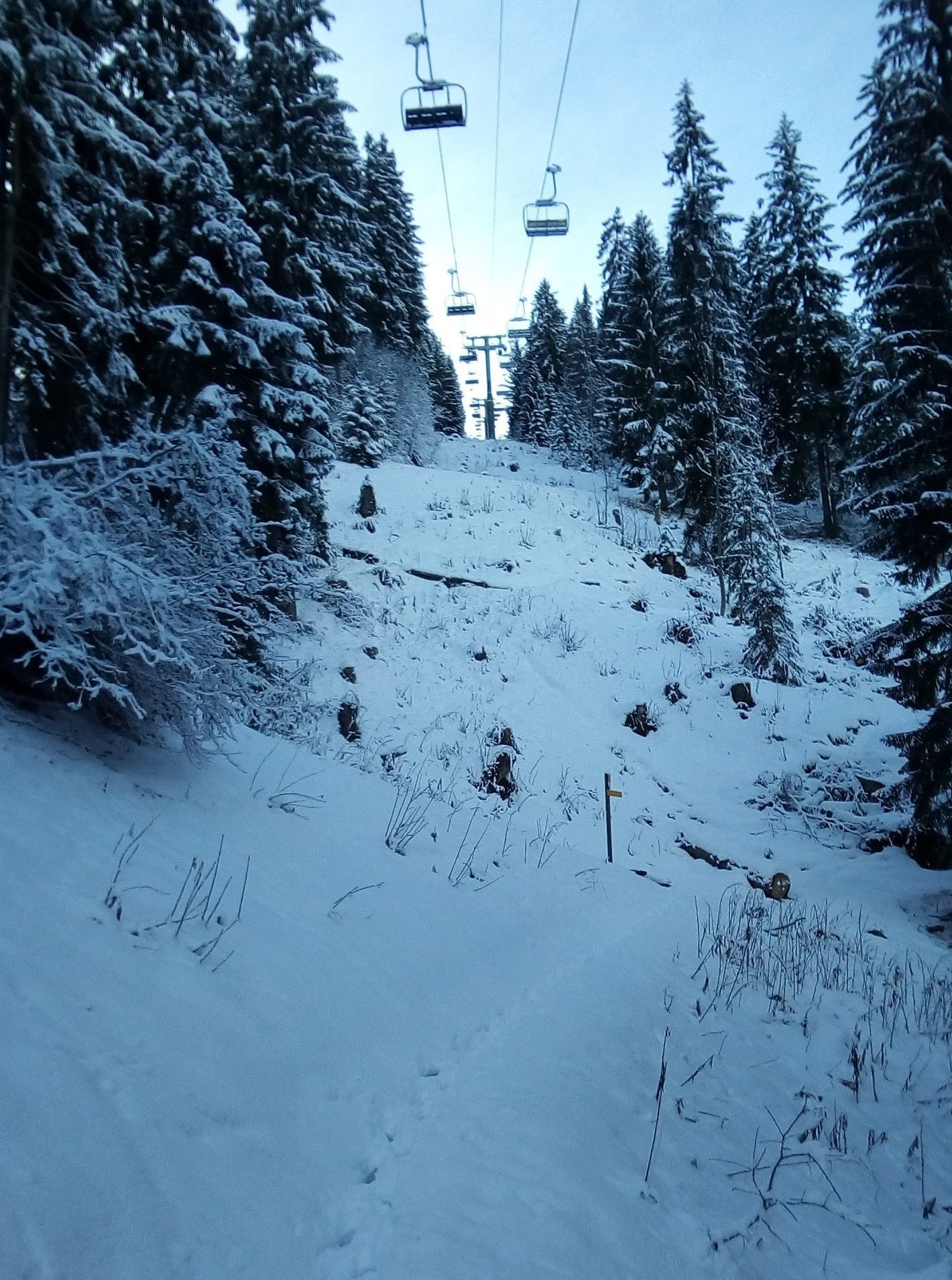 Alpine animal tracks