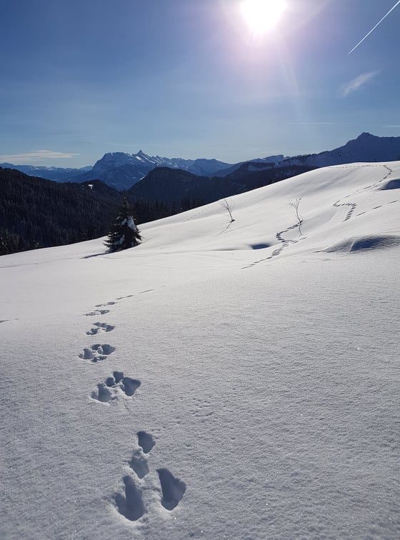 Alpine animal tracks