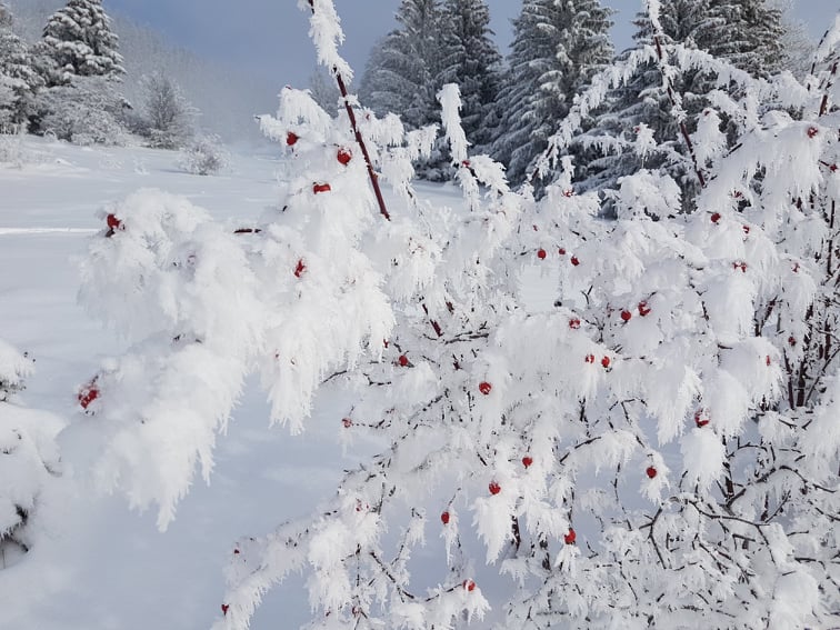 Alpine animal tracks