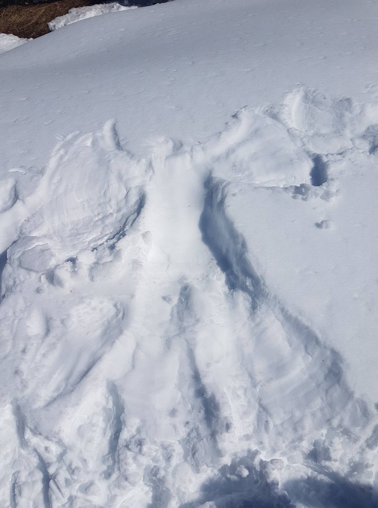 Alpine animal tracks