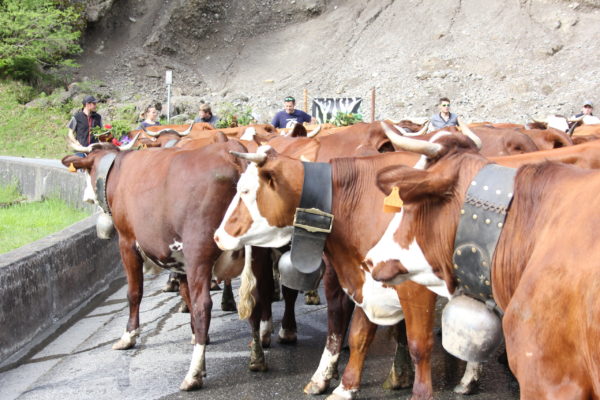 Transhumance