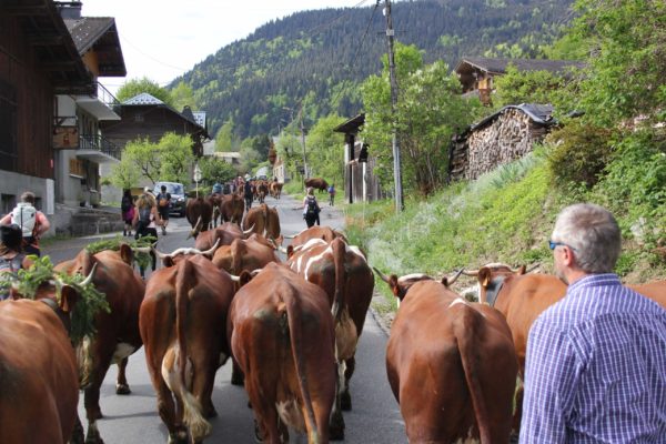 Transhumance