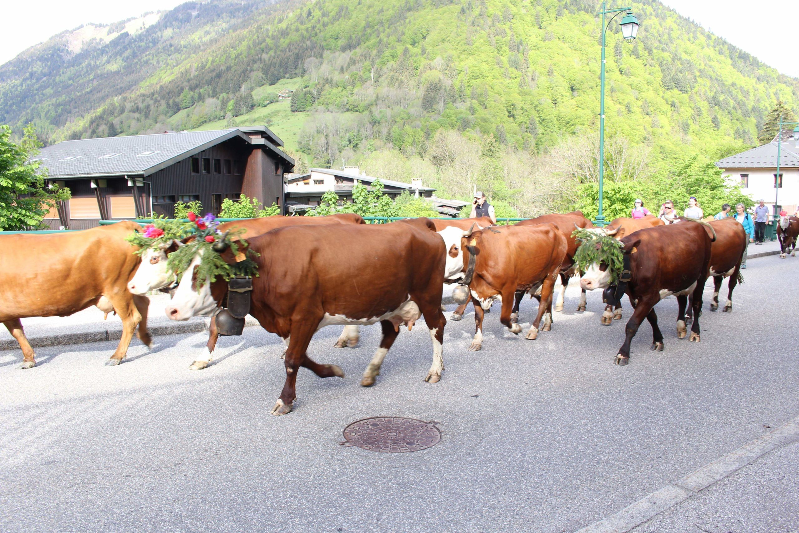 The March of the Cows – Transhumance