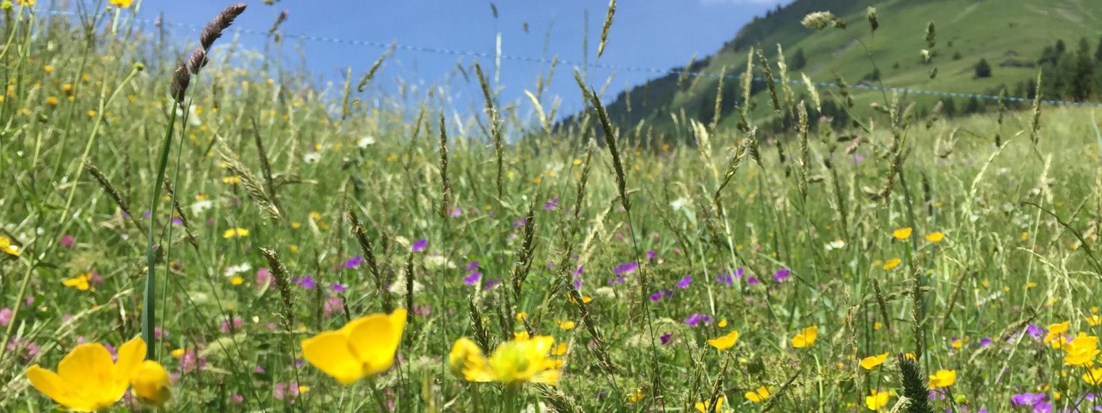 Morzine Summer Itinerary
