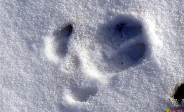 Alpine animal tracks