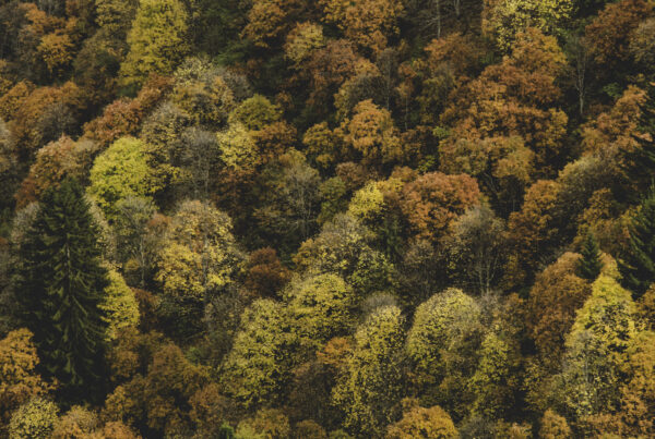 Automne by @vtlphoto_