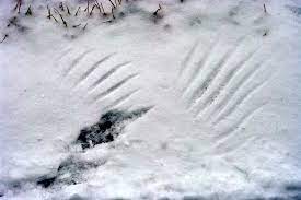 Alpine animal tracks